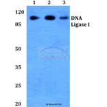 Anti-DNA Ligase I (E139) Antibody from Bioworld Technology (BS2528) - Antibodies.com