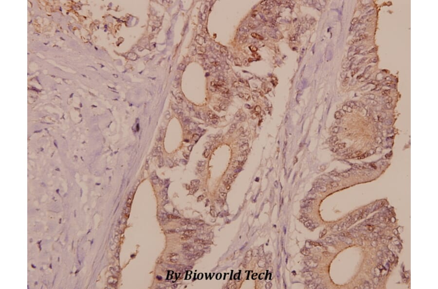Anti-DNA Ligase I (E139) Antibody from Bioworld Technology (BS2528) - Antibodies.com