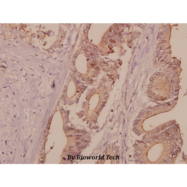 Anti-DNA Ligase I (E139) Antibody from Bioworld Technology (BS2528) - Antibodies.com