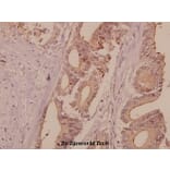 Anti-DNA Ligase I (E139) Antibody from Bioworld Technology (BS2528) - Antibodies.com