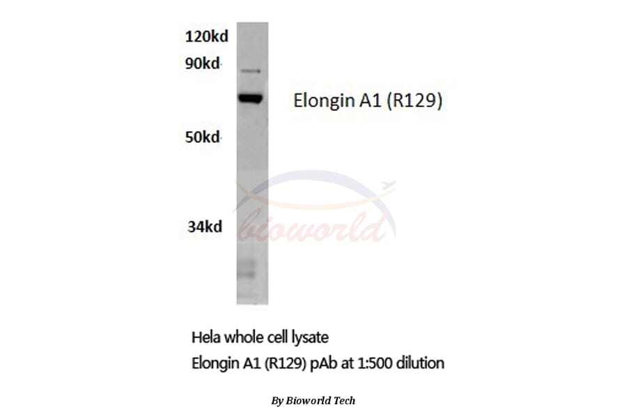Anti-Elongin A1 (R129) Antibody from Bioworld Technology (BS2530) - Antibodies.com