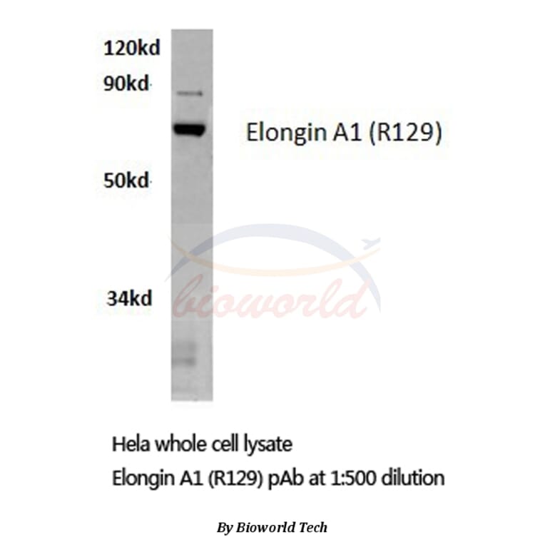 Anti-Elongin A1 (R129) Antibody from Bioworld Technology (BS2530) - Antibodies.com