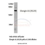 Anti-Elongin A1 (R129) Antibody from Bioworld Technology (BS2530) - Antibodies.com