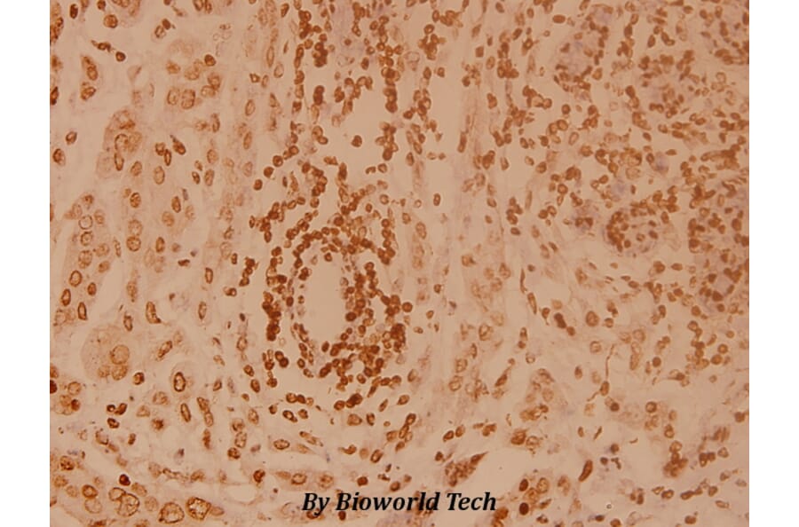 Anti-Elongin A1 (R129) Antibody from Bioworld Technology (BS2530) - Antibodies.com