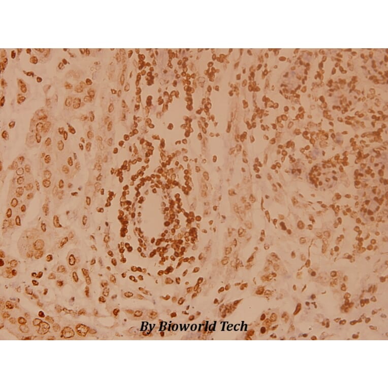 Anti-Elongin A1 (R129) Antibody from Bioworld Technology (BS2530) - Antibodies.com