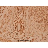 Anti-Elongin A1 (R129) Antibody from Bioworld Technology (BS2530) - Antibodies.com