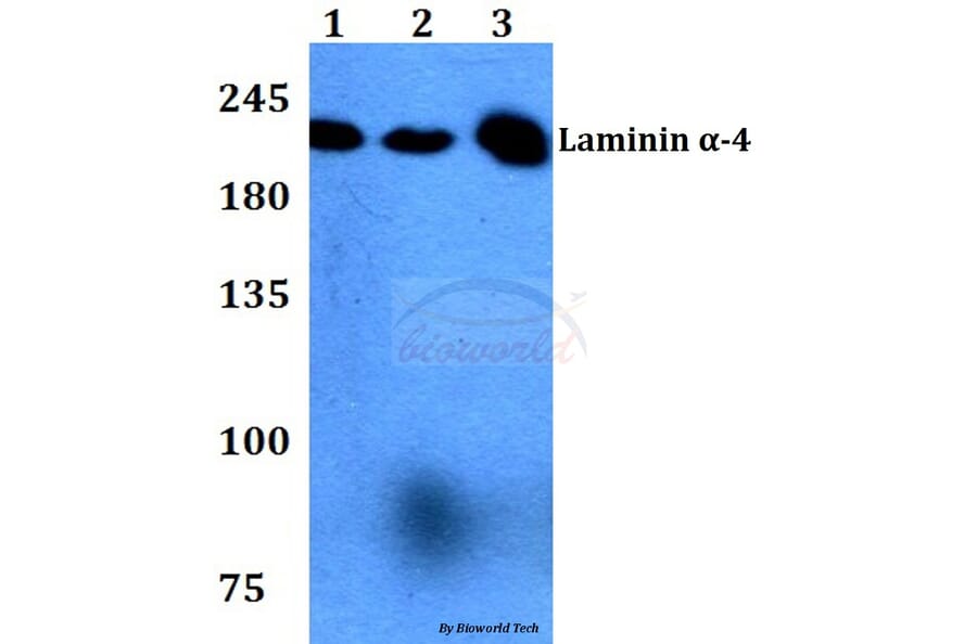 Anti-Laminin α-4 (A511) Antibody from Bioworld Technology (BS2531) - Antibodies.com