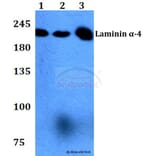 Anti-Laminin α-4 (A511) Antibody from Bioworld Technology (BS2531) - Antibodies.com