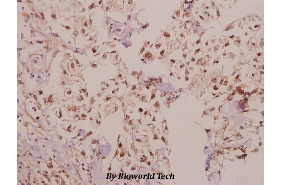 Anti-Laminin α-4 (A511) Antibody from Bioworld Technology (BS2531) - Antibodies.com