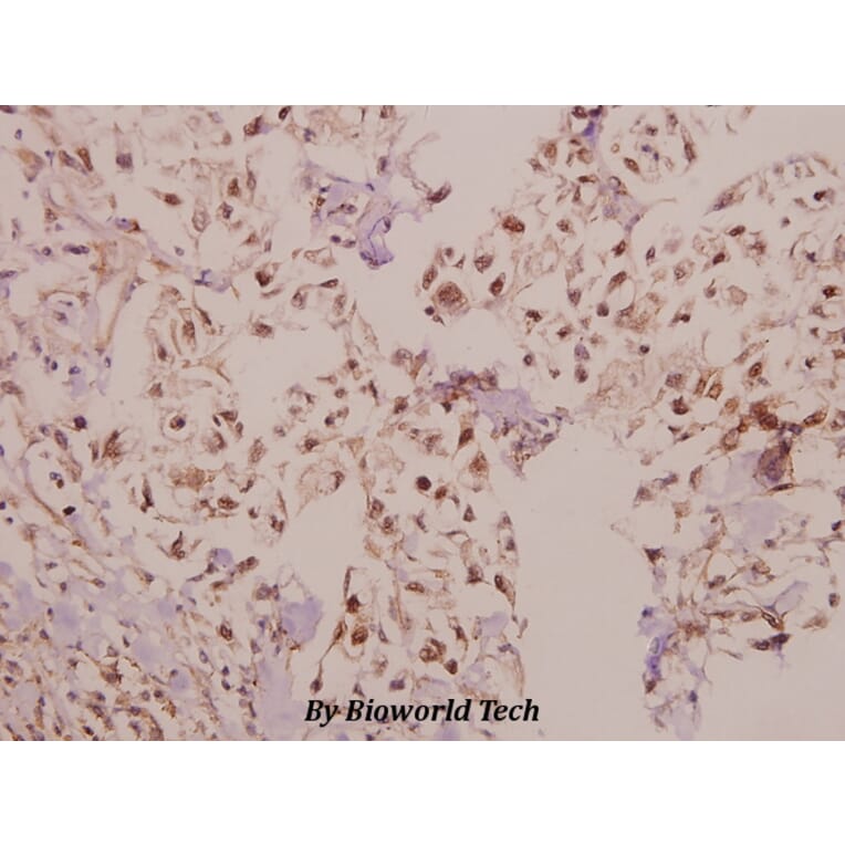 Anti-Laminin α-4 (A511) Antibody from Bioworld Technology (BS2531) - Antibodies.com