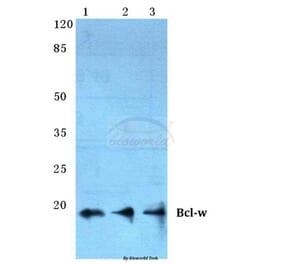 Anti-Bcl-w (G154) Antibody from Bioworld Technology (BS2532) - Antibodies.com