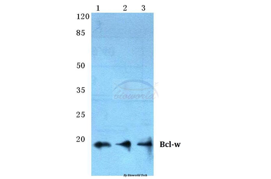Anti-Bcl-w (G154) Antibody from Bioworld Technology (BS2532) - Antibodies.com