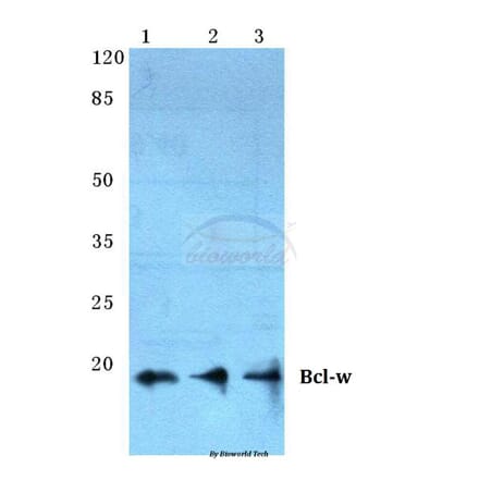 Anti-Bcl-w (G154) Antibody from Bioworld Technology (BS2532) - Antibodies.com