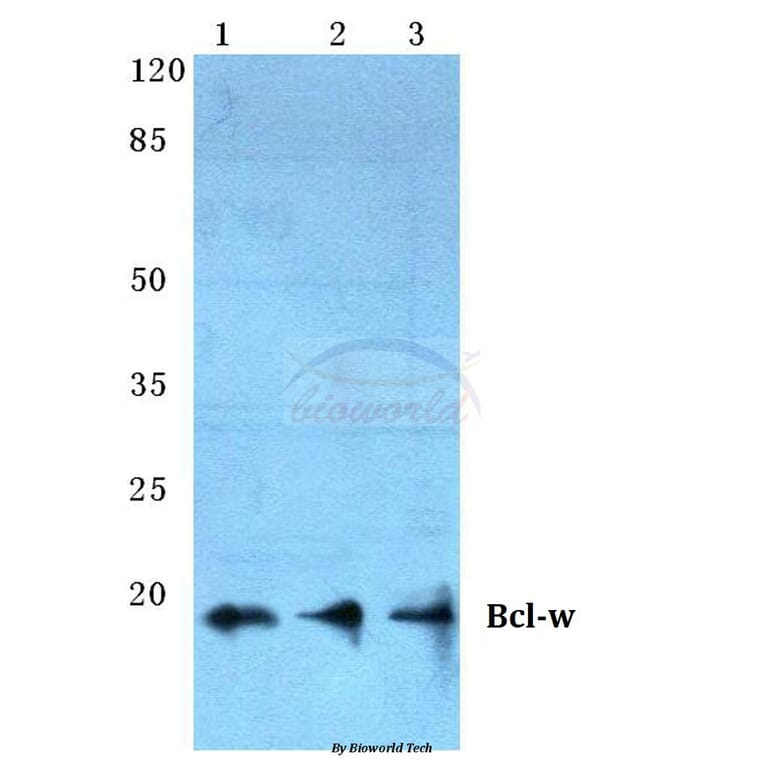 Anti-Bcl-w (G154) Antibody from Bioworld Technology (BS2532) - Antibodies.com