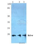Anti-Bcl-w (G154) Antibody from Bioworld Technology (BS2532) - Antibodies.com