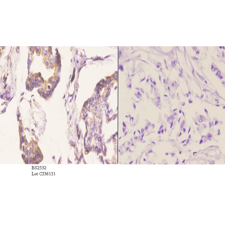 Anti-Bcl-w (G154) Antibody from Bioworld Technology (BS2532) - Antibodies.com