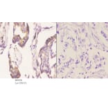 Anti-Bcl-w (G154) Antibody from Bioworld Technology (BS2532) - Antibodies.com
