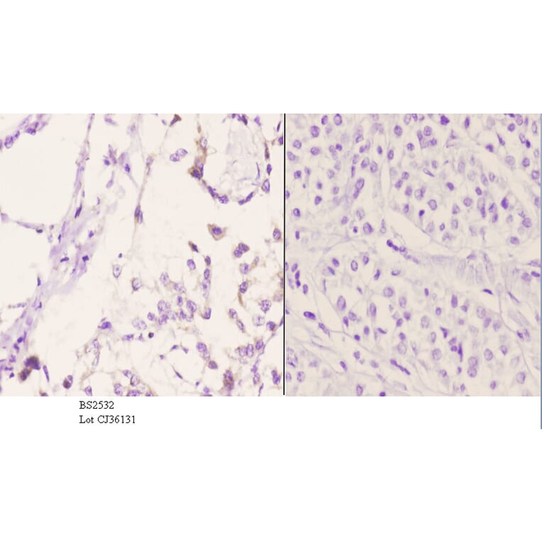 Anti-Bcl-w (G154) Antibody from Bioworld Technology (BS2532) - Antibodies.com