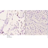 Anti-Bcl-w (G154) Antibody from Bioworld Technology (BS2532) - Antibodies.com