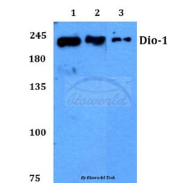 Anti-Dio-1 (S186) Antibody from Bioworld Technology (BS2533) - Antibodies.com