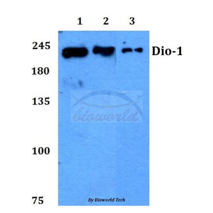 Anti-Dio-1 (S186) Antibody from Bioworld Technology (BS2533) - Antibodies.com