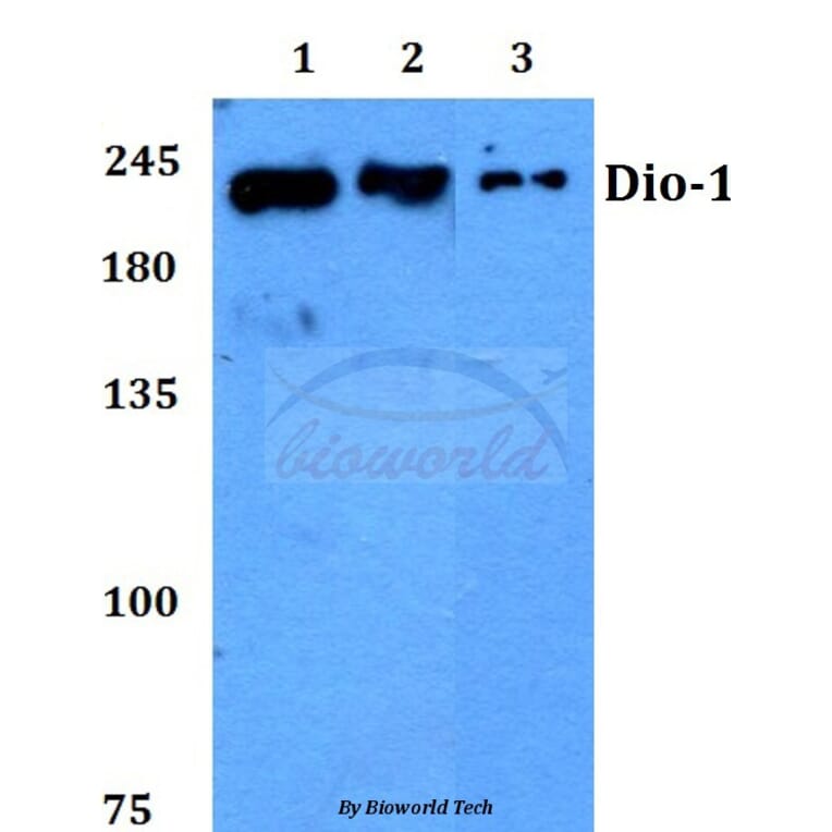 Anti-Dio-1 (S186) Antibody from Bioworld Technology (BS2533) - Antibodies.com