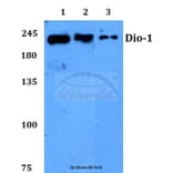 Anti-Dio-1 (S186) Antibody from Bioworld Technology (BS2533) - Antibodies.com