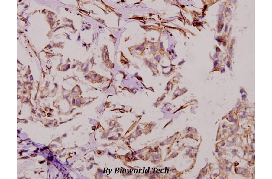 Anti-Dio-1 (S186) Antibody from Bioworld Technology (BS2533) - Antibodies.com
