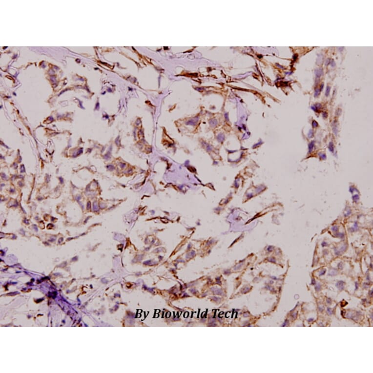 Anti-Dio-1 (S186) Antibody from Bioworld Technology (BS2533) - Antibodies.com
