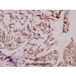 Anti-Dio-1 (S186) Antibody from Bioworld Technology (BS2533) - Antibodies.com