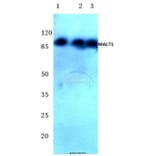 Anti-MALT1 (N324) Antibody from Bioworld Technology (BS2534) - Antibodies.com