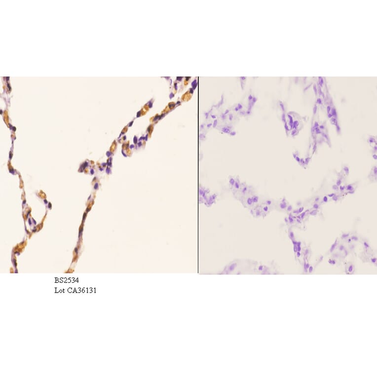 Anti-MALT1 (N324) Antibody from Bioworld Technology (BS2534) - Antibodies.com