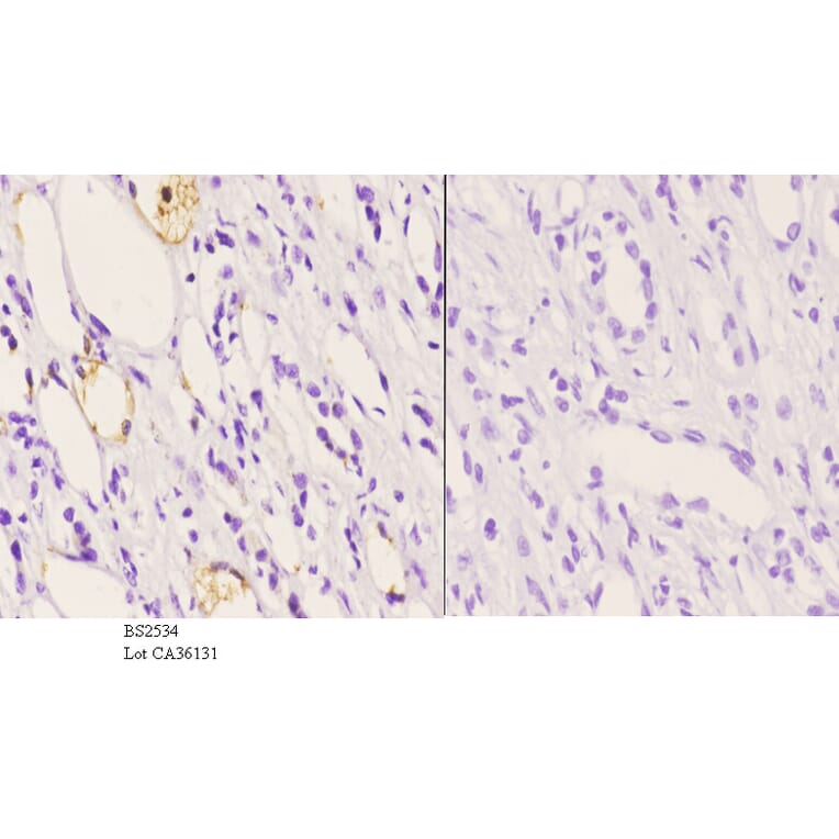 Anti-MALT1 (N324) Antibody from Bioworld Technology (BS2534) - Antibodies.com