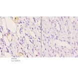 Anti-MALT1 (N324) Antibody from Bioworld Technology (BS2534) - Antibodies.com