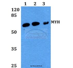 Anti-MYH (Y176) Antibody from Bioworld Technology (BS2535) - Antibodies.com