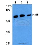Anti-MYH (Y176) Antibody from Bioworld Technology (BS2535) - Antibodies.com