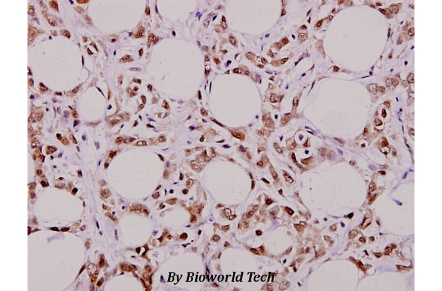Anti-MYH (Y176) Antibody from Bioworld Technology (BS2535) - Antibodies.com