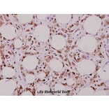 Anti-MYH (Y176) Antibody from Bioworld Technology (BS2535) - Antibodies.com