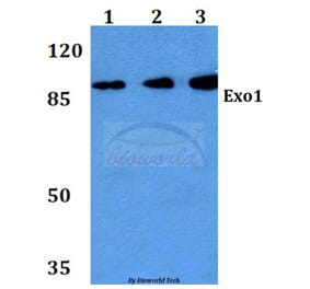 Anti-Exo1 (K86) Antibody from Bioworld Technology (BS2536) - Antibodies.com