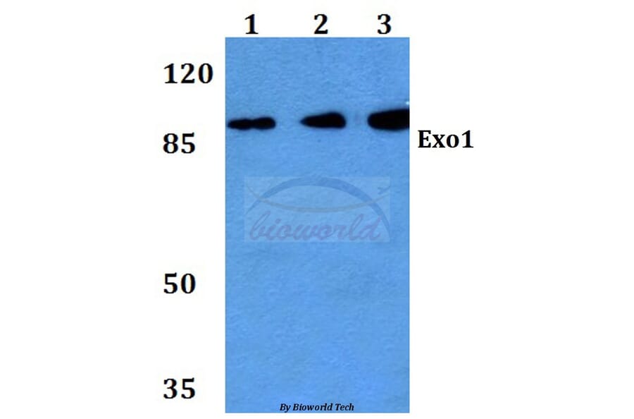 Anti-Exo1 (K86) Antibody from Bioworld Technology (BS2536) - Antibodies.com