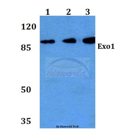 Anti-Exo1 (K86) Antibody from Bioworld Technology (BS2536) - Antibodies.com