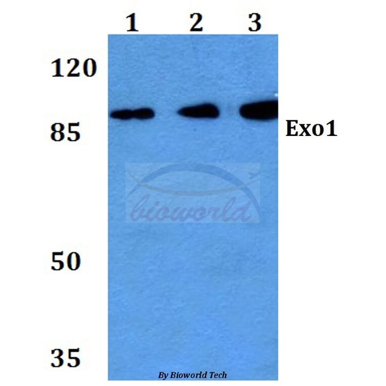 Anti-Exo1 (K86) Antibody from Bioworld Technology (BS2536) - Antibodies.com