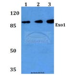 Anti-Exo1 (K86) Antibody from Bioworld Technology (BS2536) - Antibodies.com