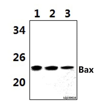 Anti-Bax (C62) Antibody from Bioworld Technology (BS2538) - Antibodies.com
