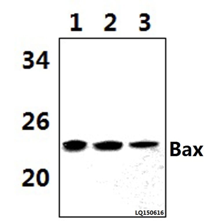 Anti-Bax (C62) Antibody from Bioworld Technology (BS2538) - Antibodies.com