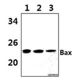 Anti-Bax (C62) Antibody from Bioworld Technology (BS2538) - Antibodies.com