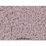 Anti-Bax (C62) Antibody from Bioworld Technology (BS2538) - Antibodies.com