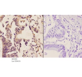 Anti-MGMT (C5) Antibody from Bioworld Technology (BS2540) - Antibodies.com