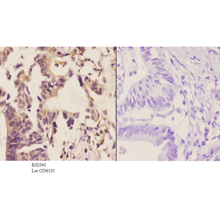 Anti-MGMT (C5) Antibody from Bioworld Technology (BS2540) - Antibodies.com