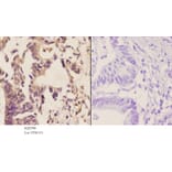 Anti-MGMT (C5) Antibody from Bioworld Technology (BS2540) - Antibodies.com